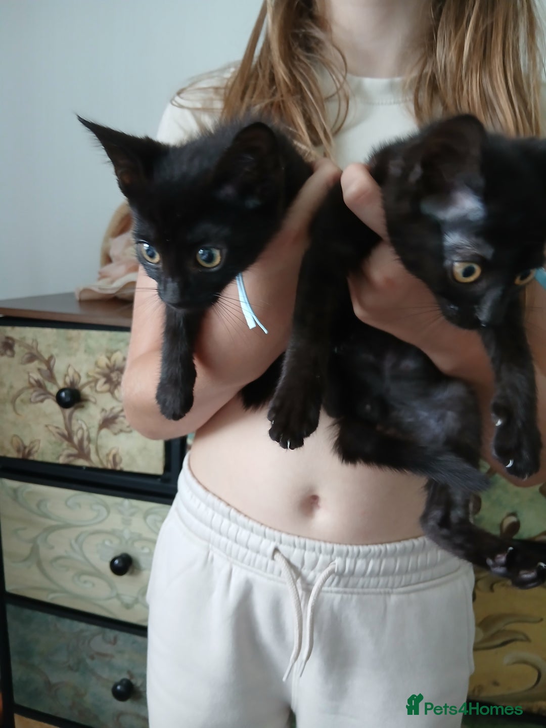 Mixed Breed cats for sale:  5 Black Tabbies - Image 3