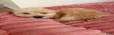 Cockapoo Puppy 1