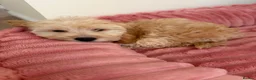 Cockapoo dogs for sale: 4 female, 1 male - Advert 5