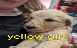Goldendoodle dogs for sale: Beautiful golden puppies - Image 6