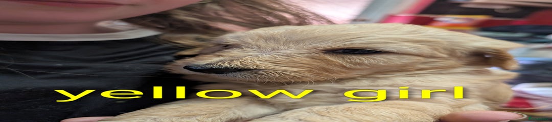Goldendoodle Puppy 6