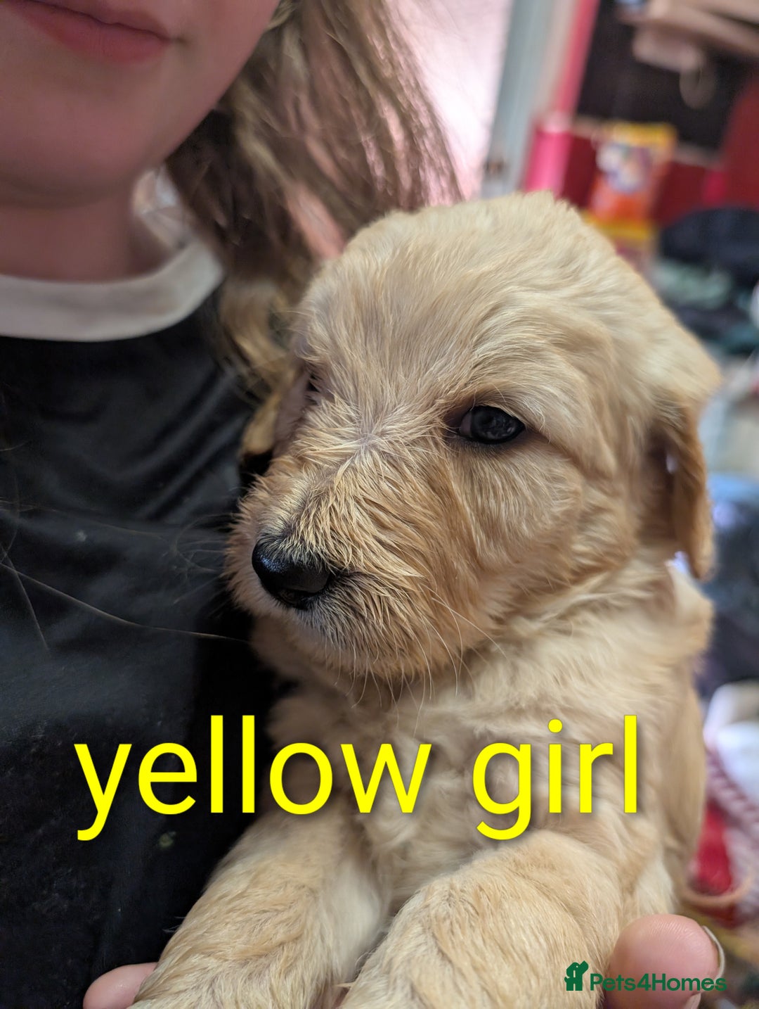Goldendoodle dogs for sale: Beautiful golden puppies - Image 6