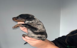 Miniature Dachshund dogs for sale: 🌟 KC registered longhair miniature dachshunds  - Image 8