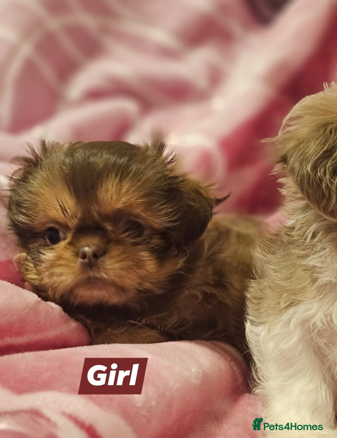 Shih Tzu dogs for sale: Beautiful shih tzu puppies  - Advert 12