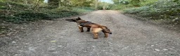Belgian Shepherd Dog dogs for sale: 9 month old male Belgian Shepard Malinois  - Advert 14