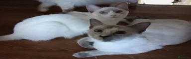 Ragamese Kitten 2