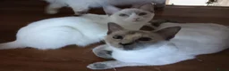 Ragamese cats for sale: Beautiful Blue Tortie Ragamese Female. - Advert 2
