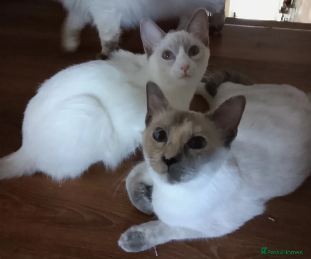 Ragamese cats for sale: Beautiful Blue Tortie Ragamese Female. - Advert 2