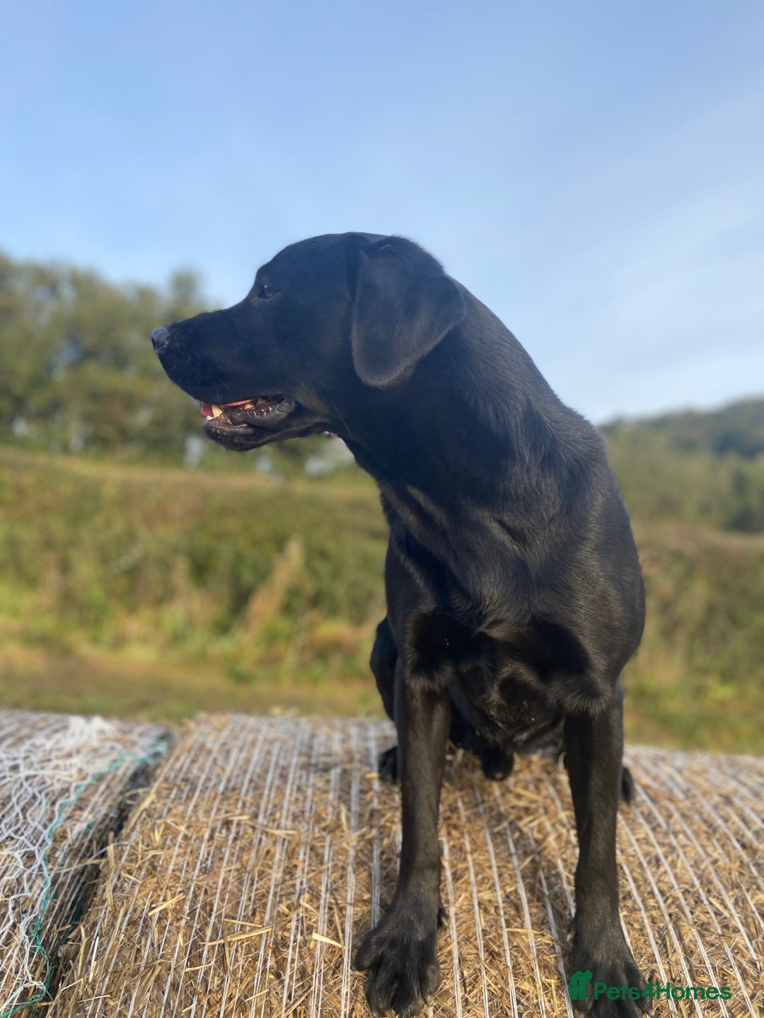 Labrador Retriever dogs for stud: KC Registered Black Lab For Stud in Scarborough - Advert 8