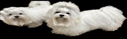 Maltese dogs for stud: OCTAVIUS Korean Maltese KC Registered Proven Stud in Halesowen - Advert 7