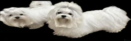 Maltese dogs for stud: OCTAVIUS Korean Maltese KC Registered Proven Stud in Halesowen - Advert 7