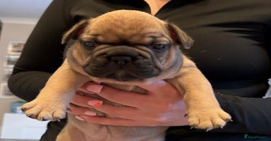 French Bulldog dogs - Advert 13