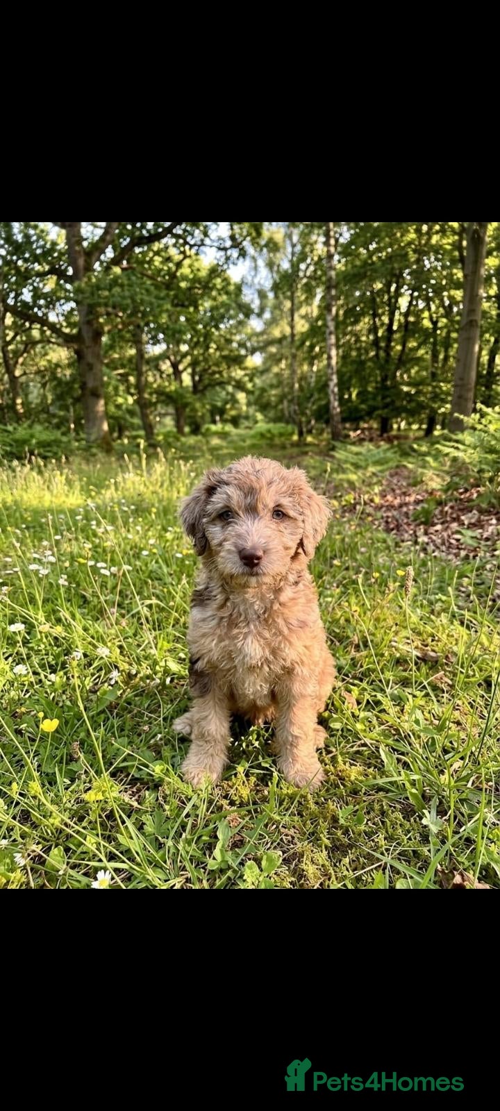 Mixed Breed dogs Ready for new homes Adorable Patterpoos - Advert 3