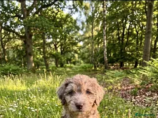 Mixed Breed dogs Ready for new homes Adorable Patterpoos - Advert 3