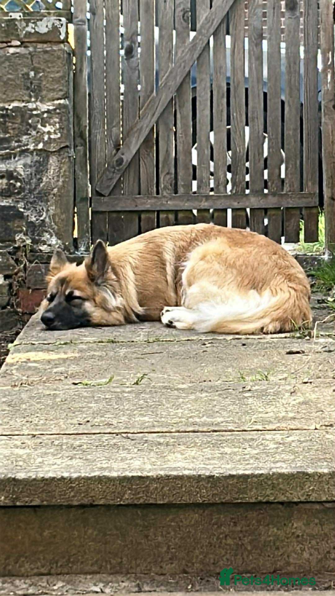 German Shepherd dogs for sale: 18 month old female GSD - Image 5