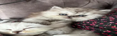 Persian 1