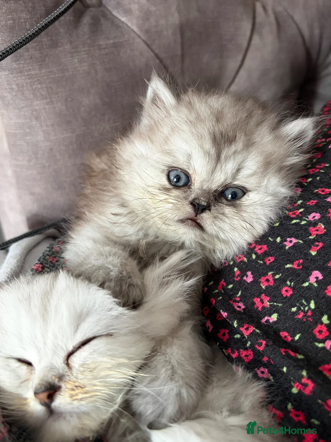 Persian cats for sale: Teddy Persian kittens  in Manchester - Advert 2