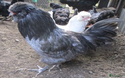 Chickens poultry for sale:  Large Blue Araucana  2 pullets - Image 6