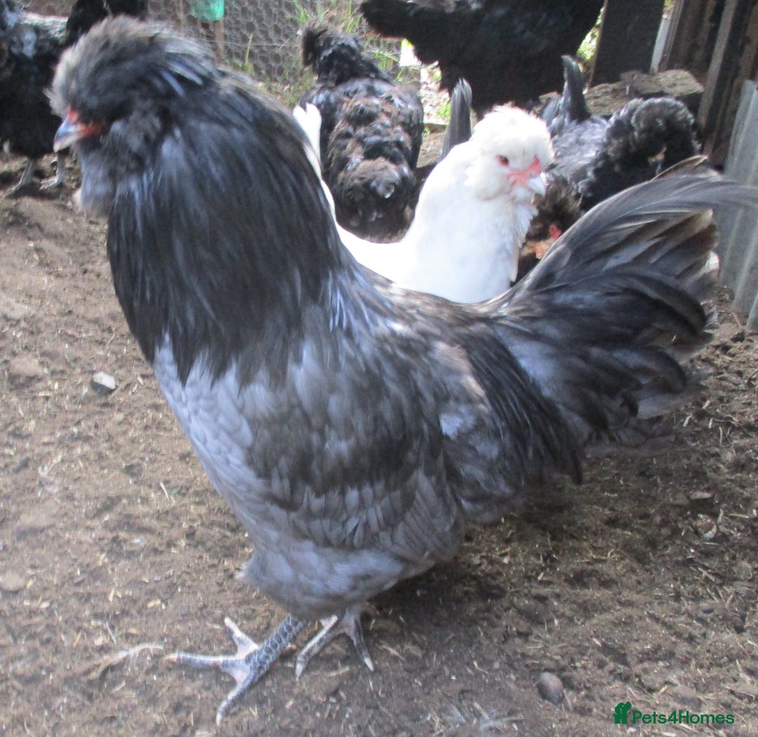 Chickens poultry for sale:  Large Blue Araucana  2 pullets - Image 6