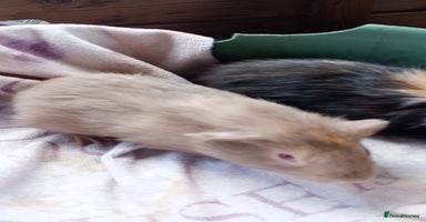 Guinea Pig rodents - Advert 8