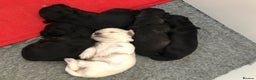 Maltese dogs for stud: PROVEN STUNNING SMALL KC MALTESE FOR STUD in Wigan - Advert 13