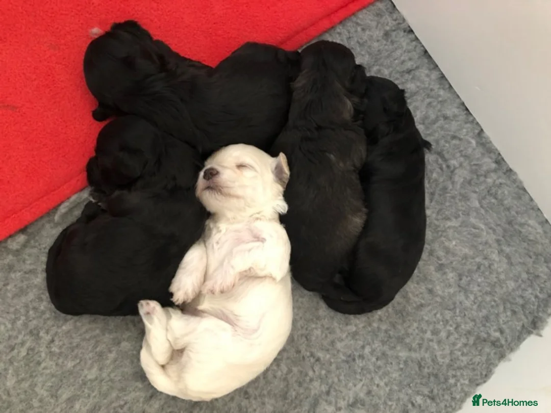 Maltese dogs for stud: PROVEN STUNNING SMALL KC MALTESE FOR STUD in Wigan - Advert 13