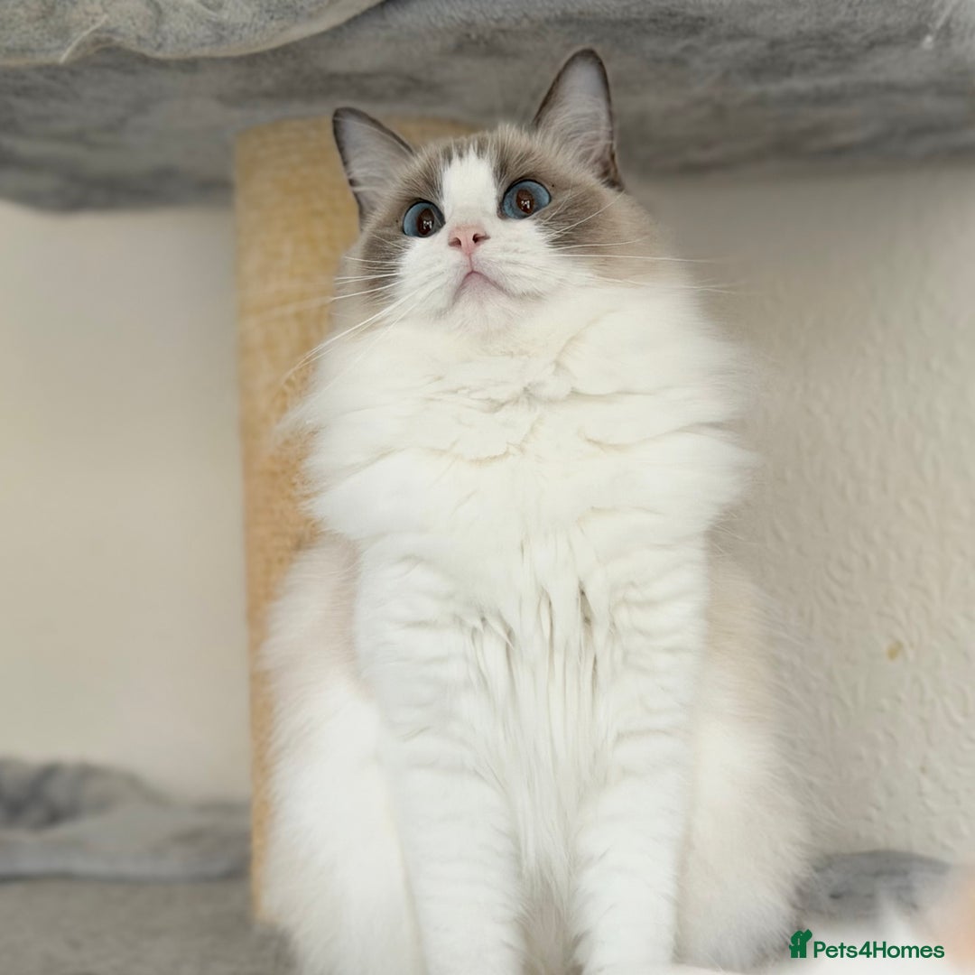 Ragdoll cats for sale: Retired Queen and Stud - Advert 1