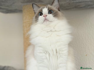 Ragdoll cats Retired Queen and Stud - Advert 1