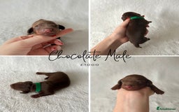 Miniature Dachshund dogs for sale: Miniature Dachshund Puppies - Image 8