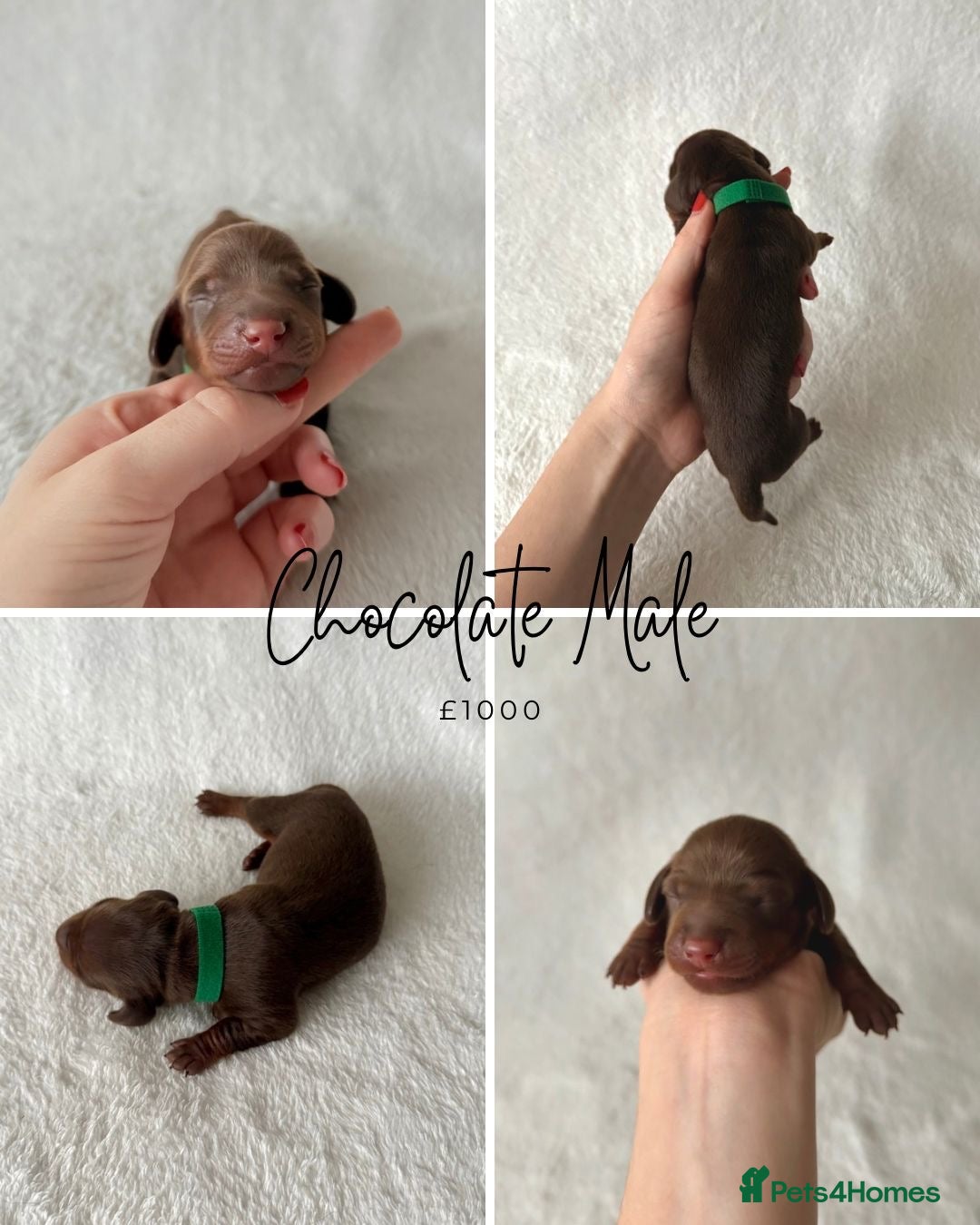 Miniature Dachshund dogs for sale: Miniature Dachshund Puppies - Image 8