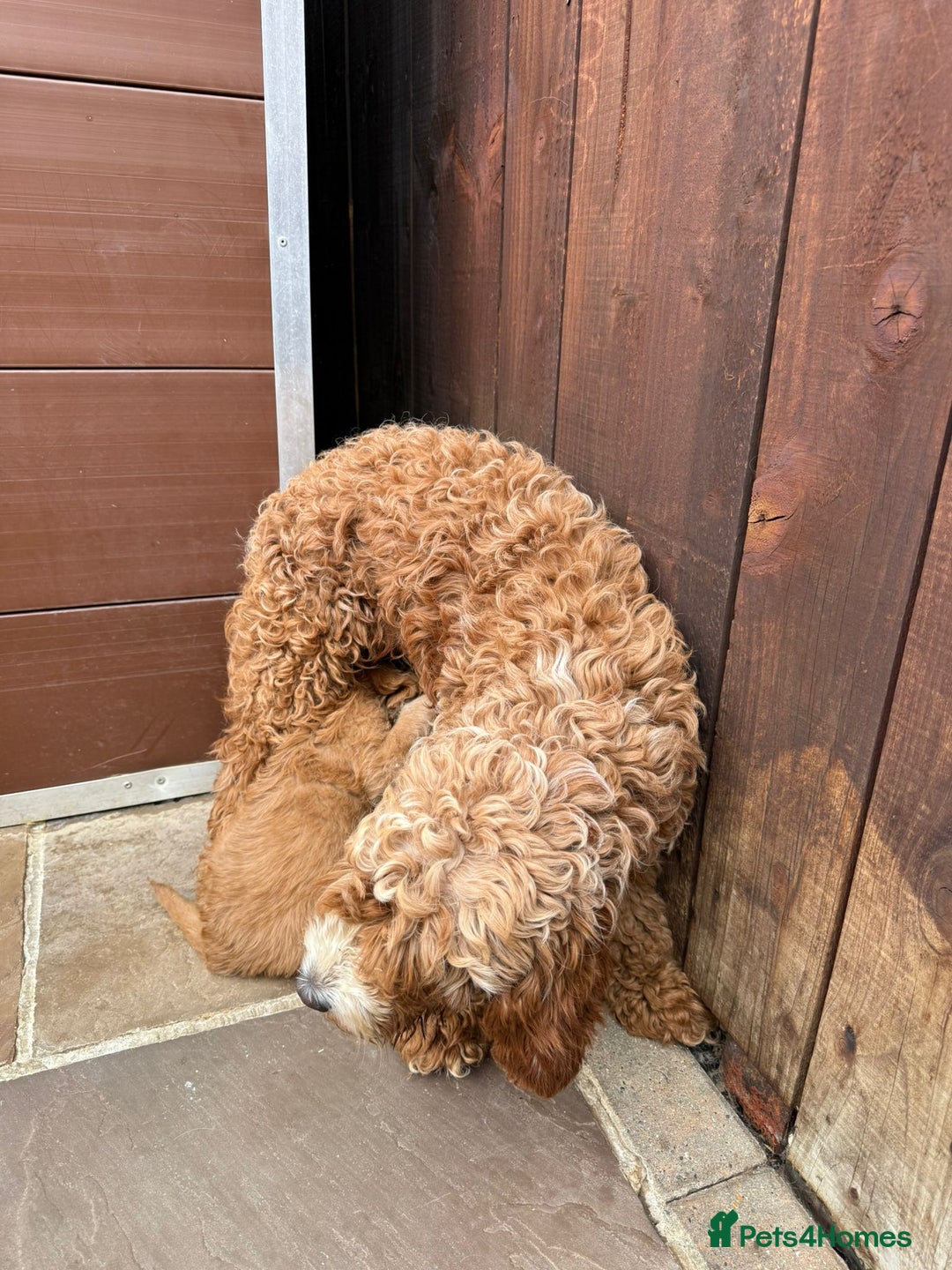 Cavapoo dogs for sale: 2 boys left looking for there forever homes - Image 17