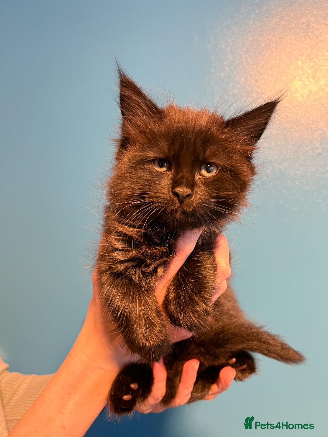 Maine Coon cats for sale: Maine Coon-X Kittens, Two Gorgeous Boys Ready - Advert 3