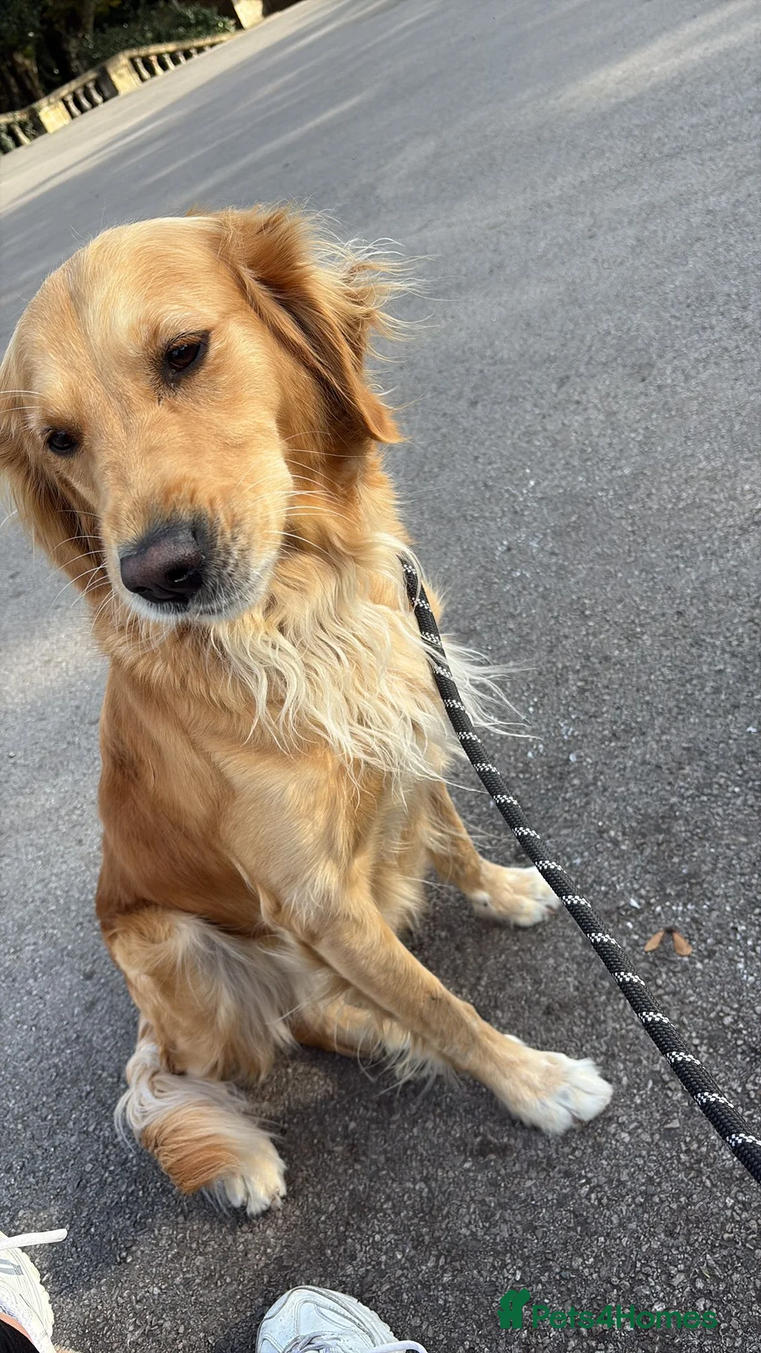 Golden Retriever dogs for stud: Catrigg macadamia (MAX) - Advert 17