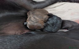 Patterdale Terrier dogs for sale: Patterdale pups - Image 31