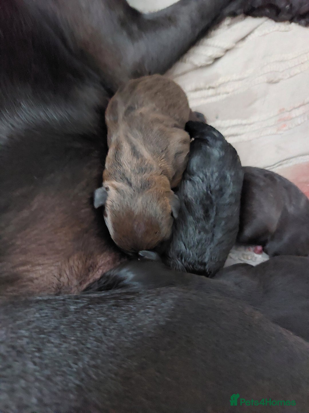 Patterdale Terrier dogs for sale: Patterdale pups - Image 31