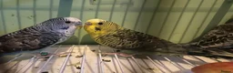 Budgerigars birds for sale: Black face and black wing budgies - Advert 14