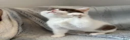 British Shorthair cats for sale: Pedigree BSH & BLH kittens  - Advert 9