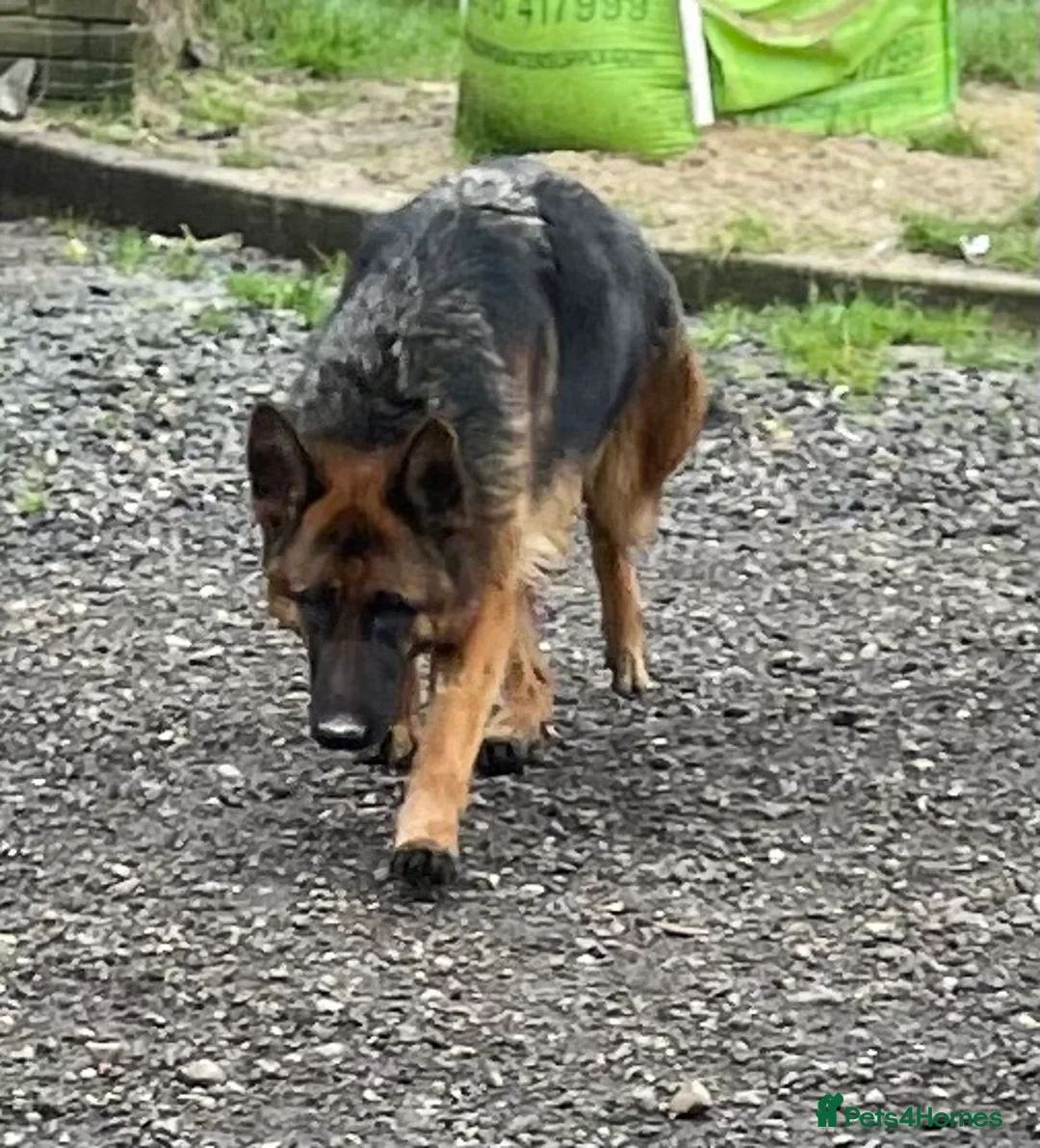 German Shepherd dogs for sale: German shepherd female x 2 - breeding g contract  - Advert 4