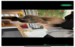 Mini Lop rabbits for sale: Beautiful mini lop girl - Image 1