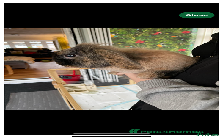 Mini Lop rabbits - Advert 6