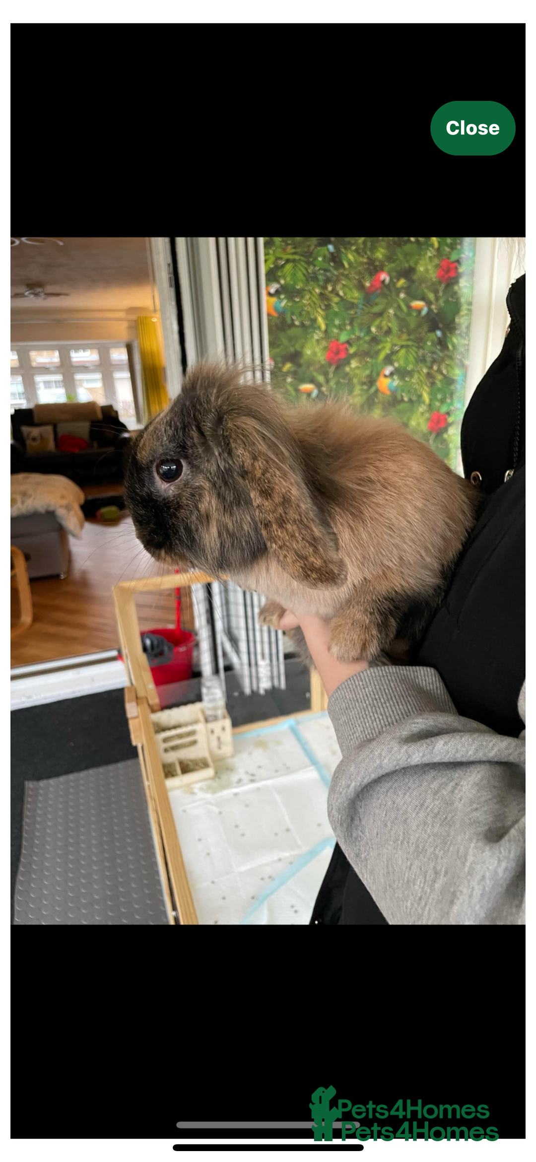 Mini Lop rabbits for sale: Beautiful mini lop girl - Image 1