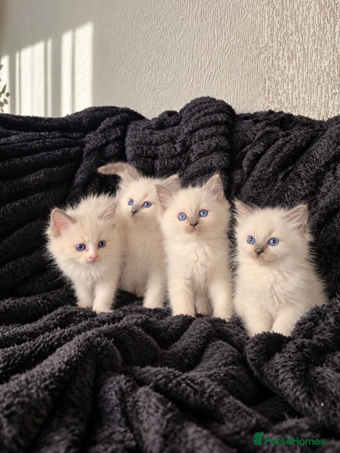 Ragdoll cats Beautiful Blue Ragdoll Kittens 2 Boys & 3 Girls - Advert 6