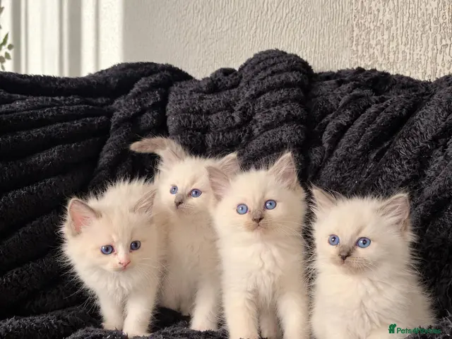 Ragdoll cats for sale: Beautiful Blue Ragdoll Kittens 2 Boys & 3 Girls - Advert 2