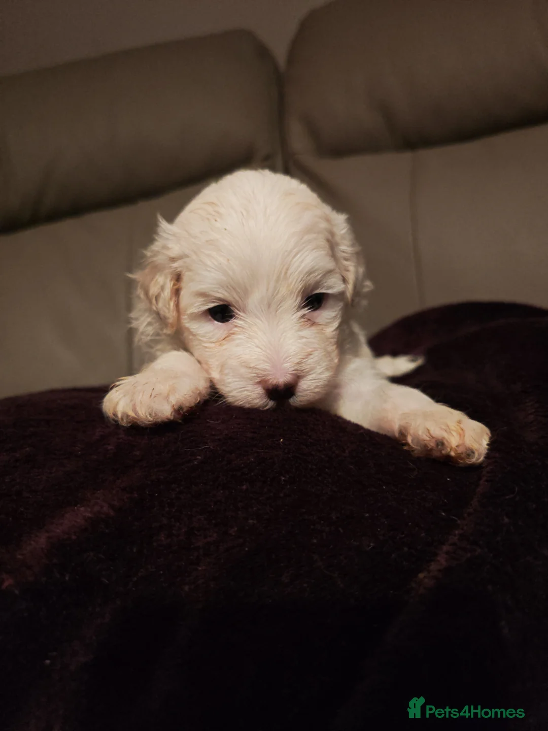 Mixed Breed dogs for sale: Maltipoo x Coton de Tulear Puppies – 5 Males - Advert 25