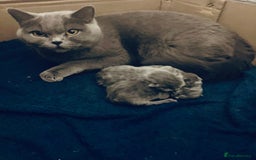British Shorthair cats for sale: 💙❤️ British shorthair 💙❤️ - Advert 1
