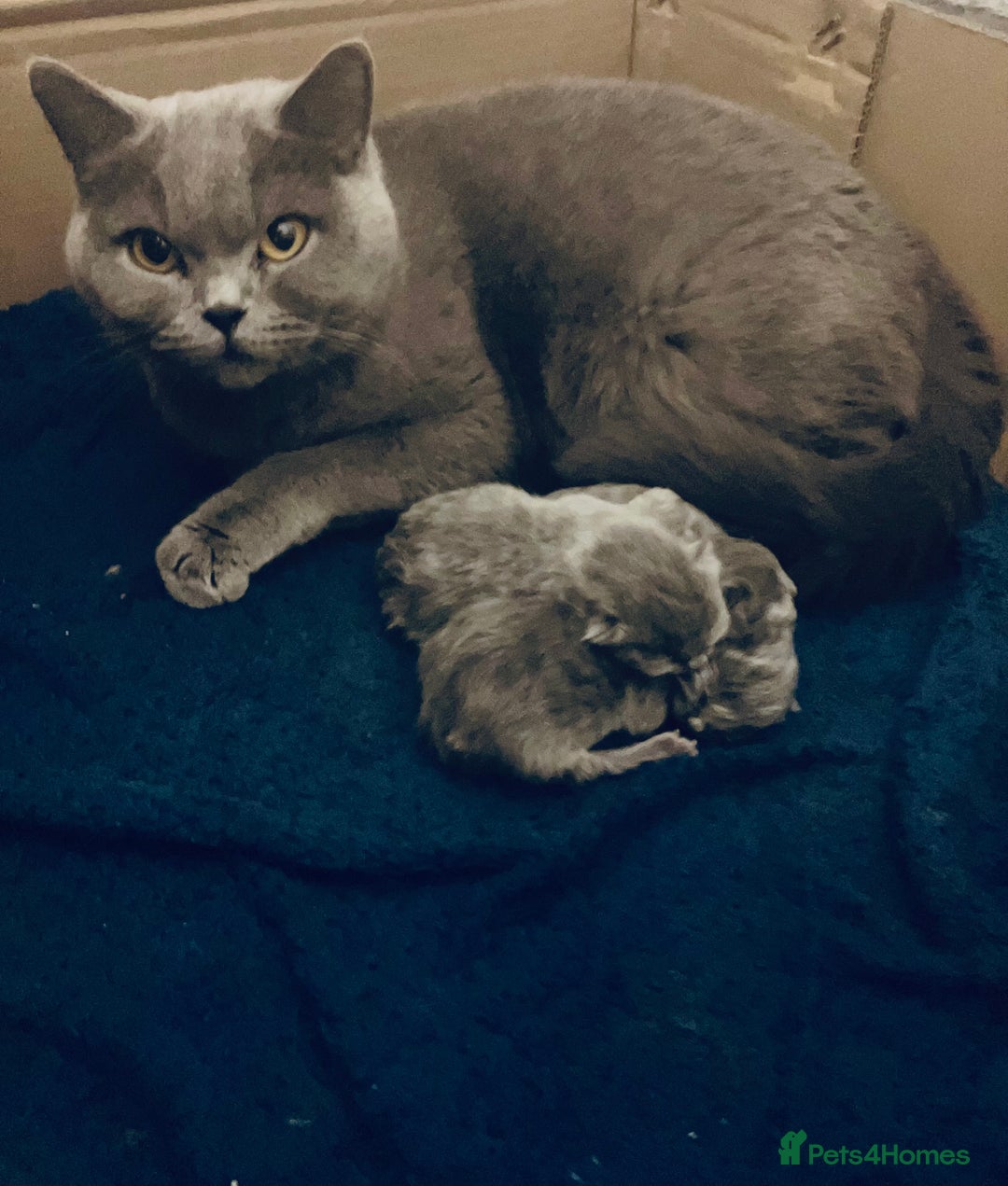 British Shorthair cats for sale: 💙❤️ British shorthair 💙❤️ - Advert 1