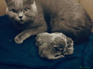 British Shorthair cats 💙❤️ British shorthair 💙❤️ - Advert 3