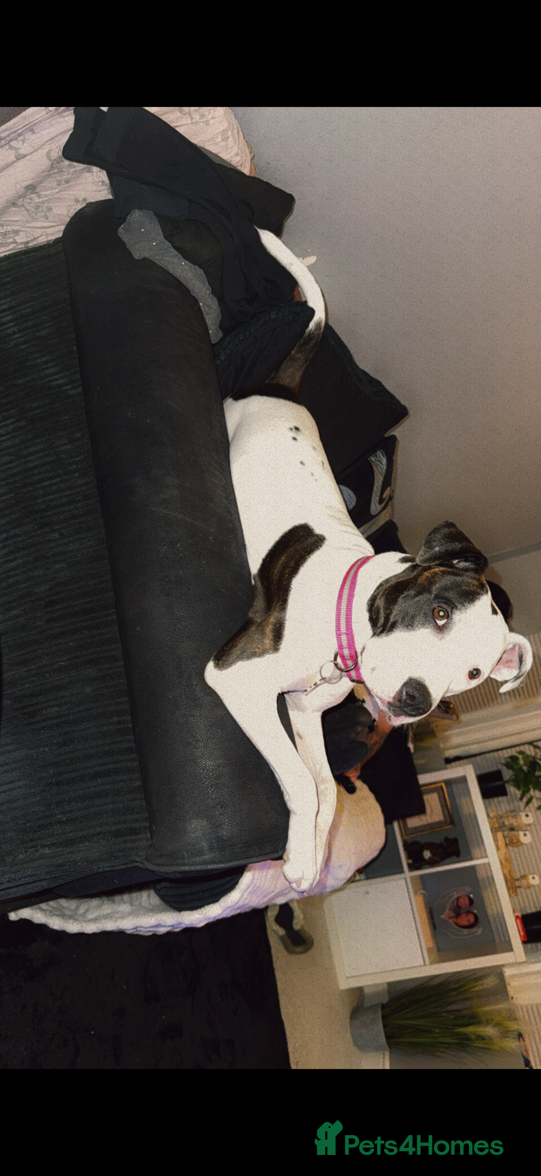 Staffordshire Bull Terrier dogs for sale: Puppy - Image 4