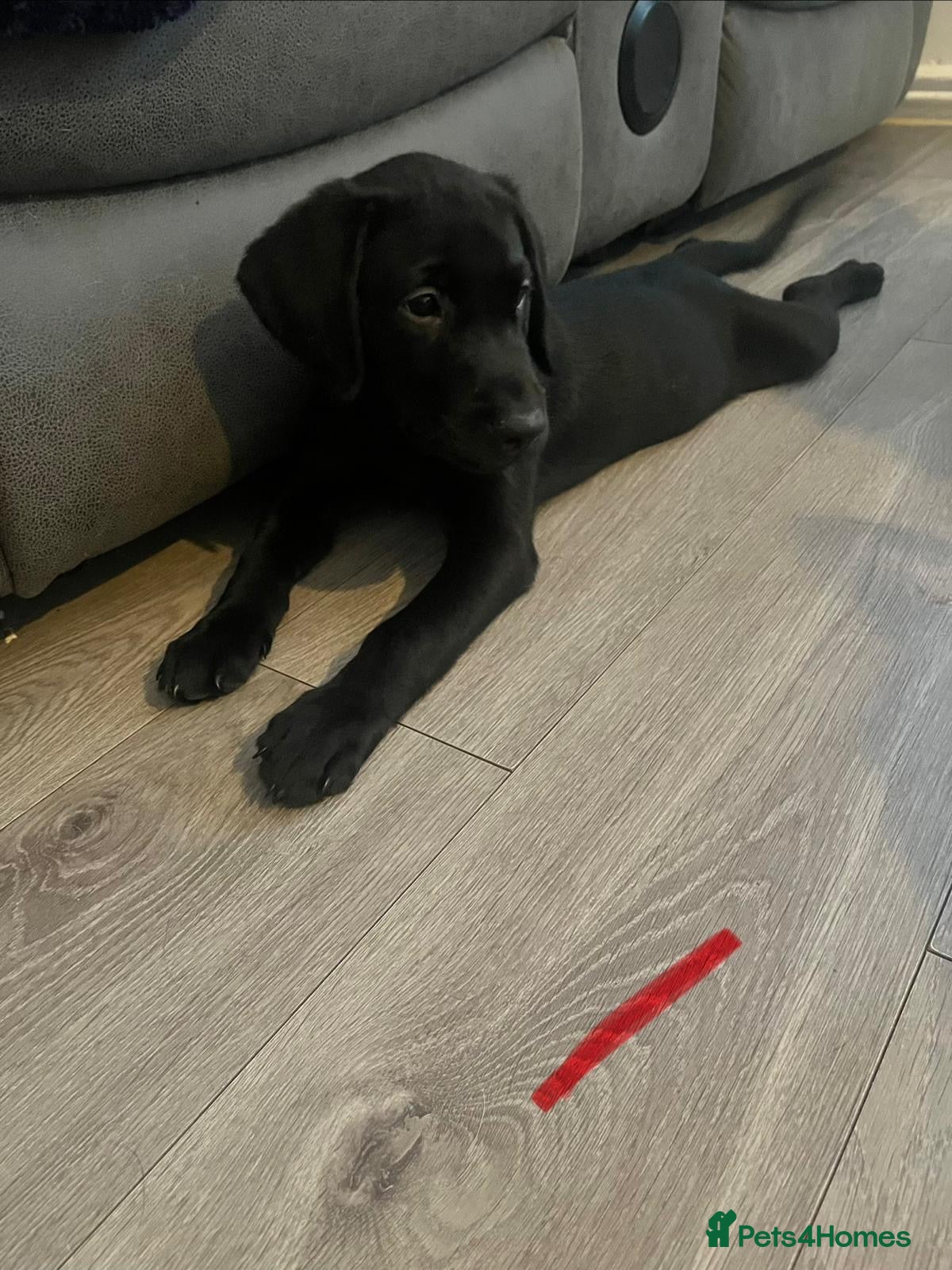 Labrador Retriever dogs READY NOW! Beautiful KC Labrador Puppies - Advert 2