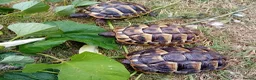 Tortoise reptiles for sale: Baby Hermans and spur thighed tortoises in Norwich - Advert 3